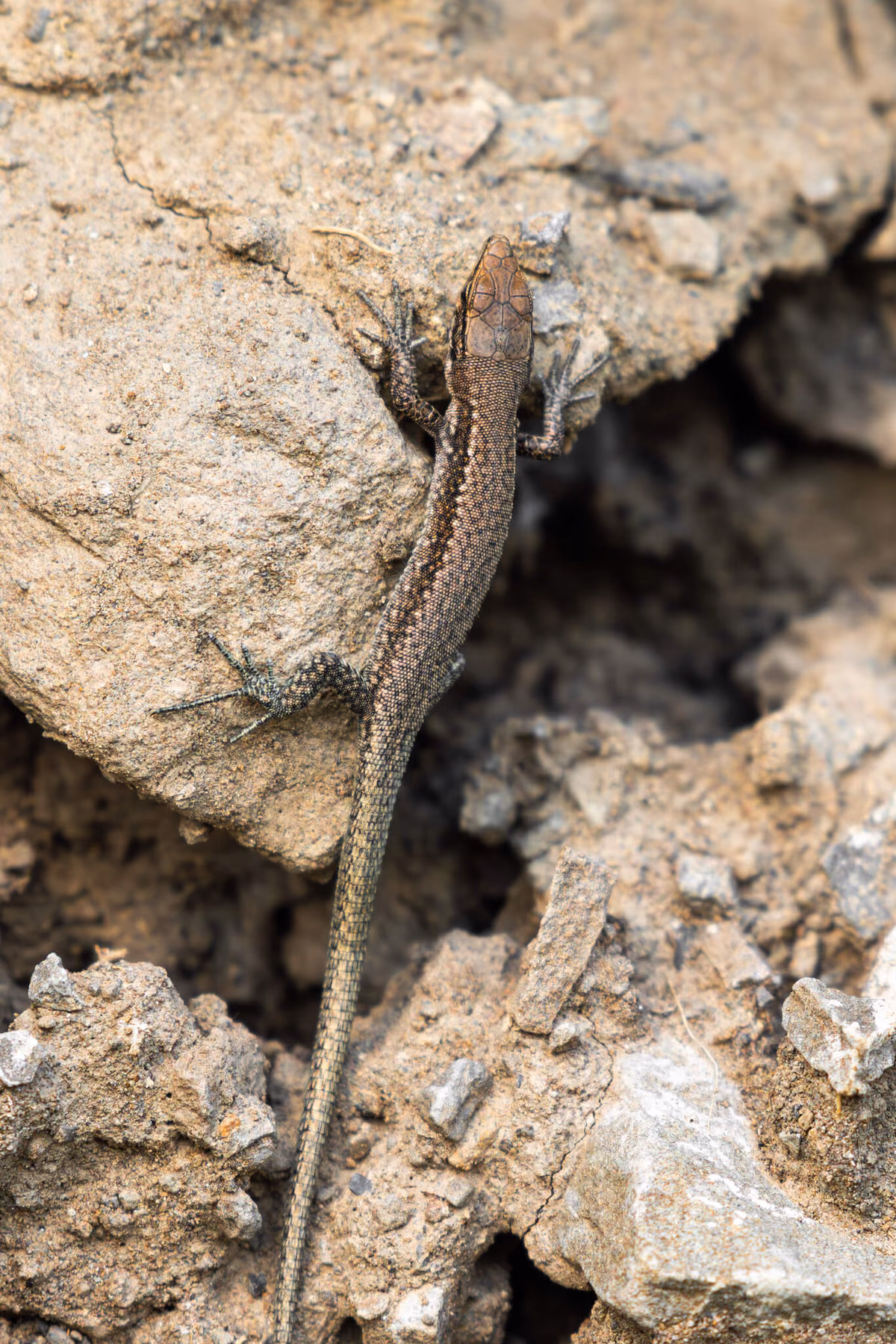 Daghestanian Rock Lizard (Darevskia daghestanica) Tusheti; Akhmeta (Tbatana)