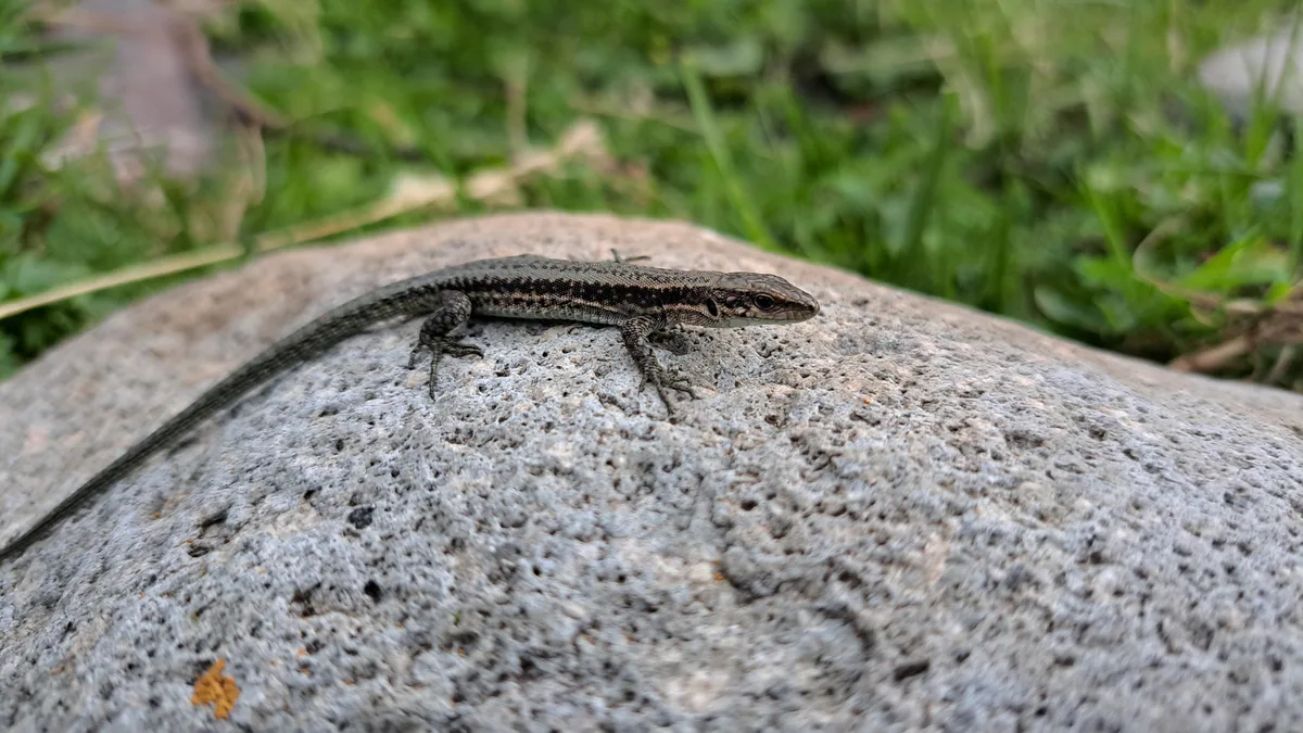 Dağıstan kayalık kertenkelesi (Darevskia daghestanica) Mtsheta-Mtianeti (Kazbegi, Hevsureti); Tuşeti ve Tbatana’dan kayıtlar