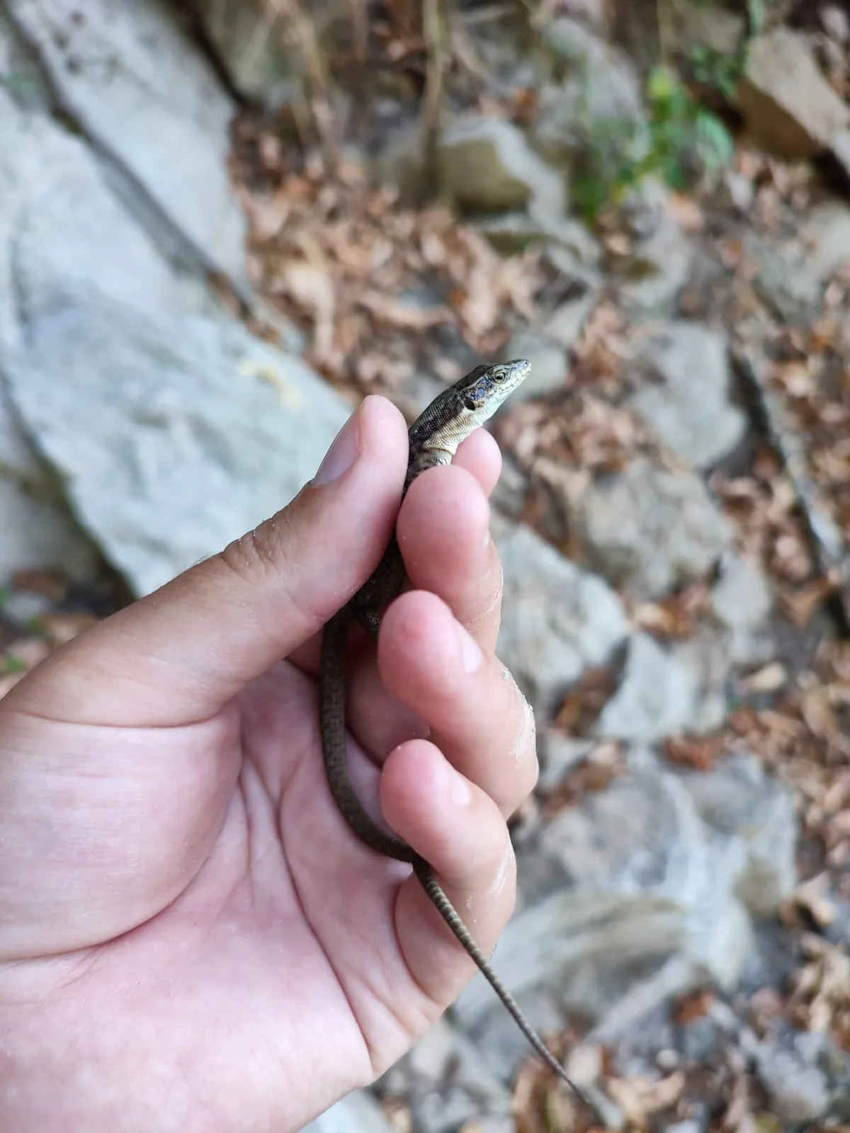 Dahl's Rock Lizard (Darevskia dahli) — Trialeti — Kojori