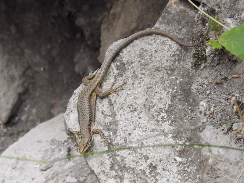 Dahl's Rock Lizard (Darevskia dahli) — Trialeti — Kojori