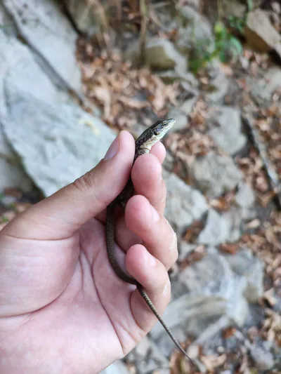 Dahl's Rock Lizard (Darevskia dahli) — Trialeti — Kojori