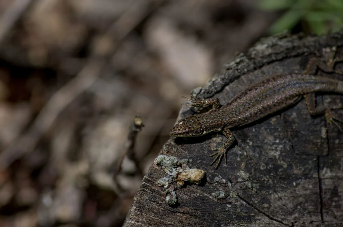 Dahl's Rock Lizard (Darevskia dahli) — Mtskheta — Andrii Rusnak