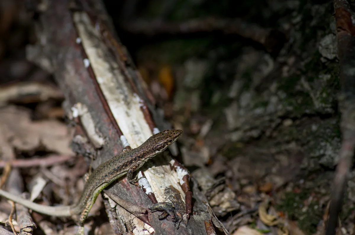 Dahl's Rock Lizard (Darevskia dahli) — Mtskheta — Andrii Rusnak