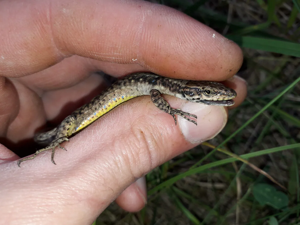 Dahl's Rock Lizard (Darevskia dahli) — Kvemo Kartli — Archil Kvelashvili