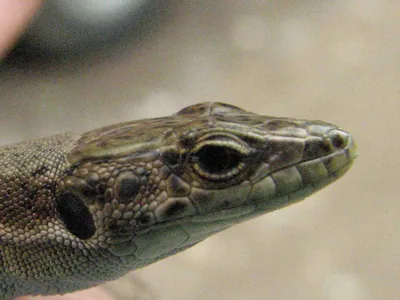 Dahl's Rock Lizard (Darevskia dahli) — დიდგორი
