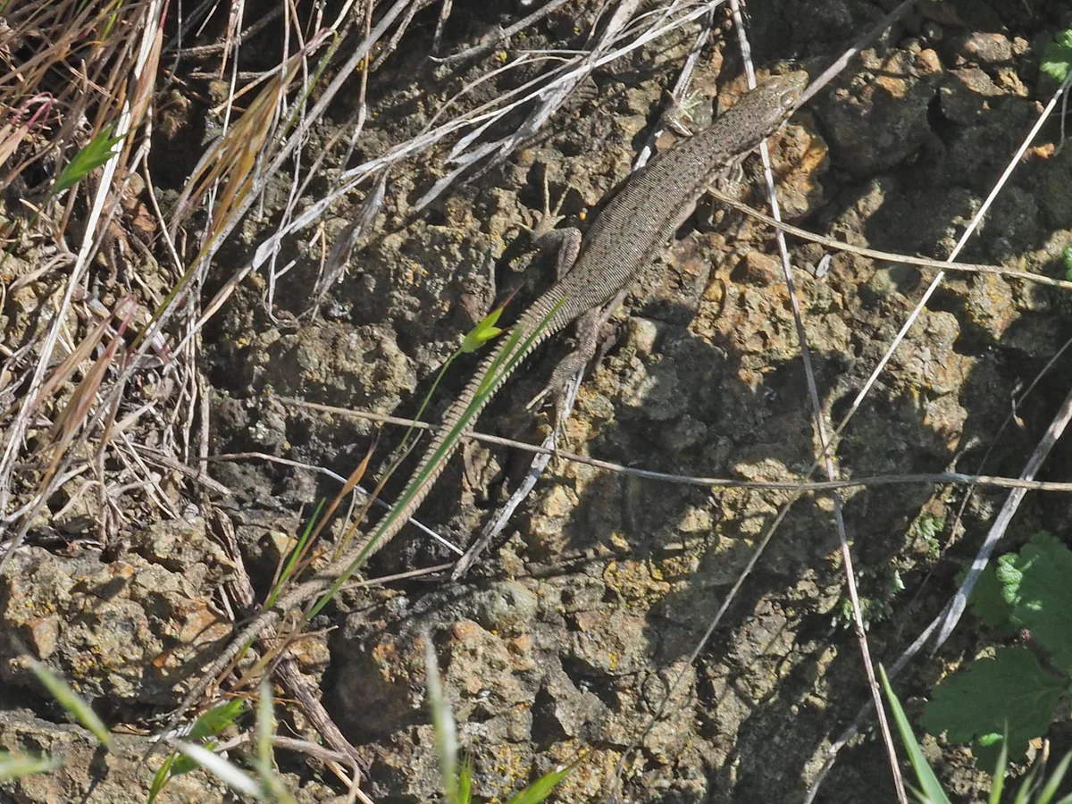 Dahl's Rock Lizard (Darevskia dahli) — Kvemo Kartli — Felix Riegel
