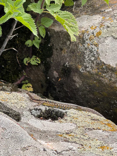 Dahl's Rock Lizard (Darevskia dahli) — Tetritskaro — hyrrokin