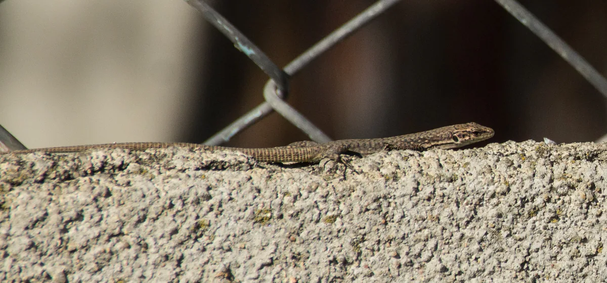 Dahl's Rock Lizard (Darevskia dahli) — Mtskheta — Nikita Tiunov
