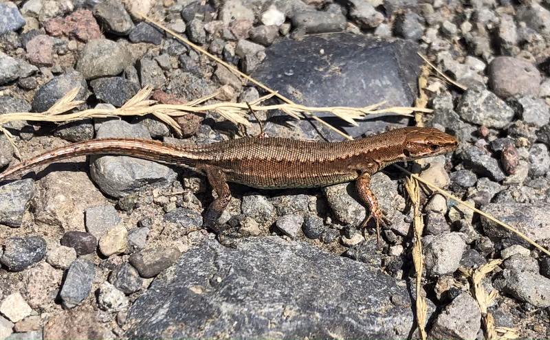 Derjugin's Lizard (Darevskia derjugini) — Western Georgia and the forest belt of eastern Georgia