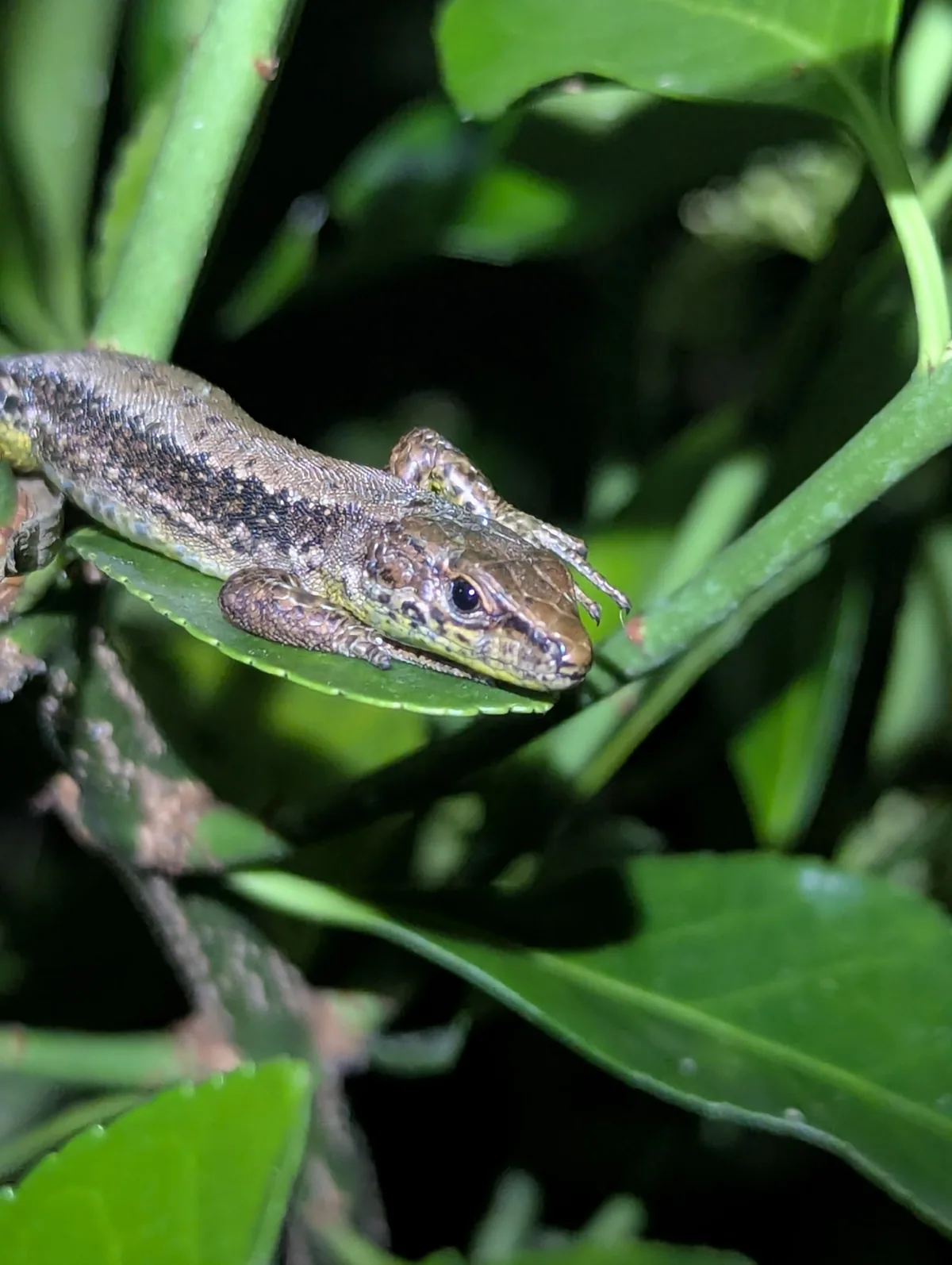 Derjugin's Lizard (Darevskia derjugini) — Kobuleti — Arvidas M