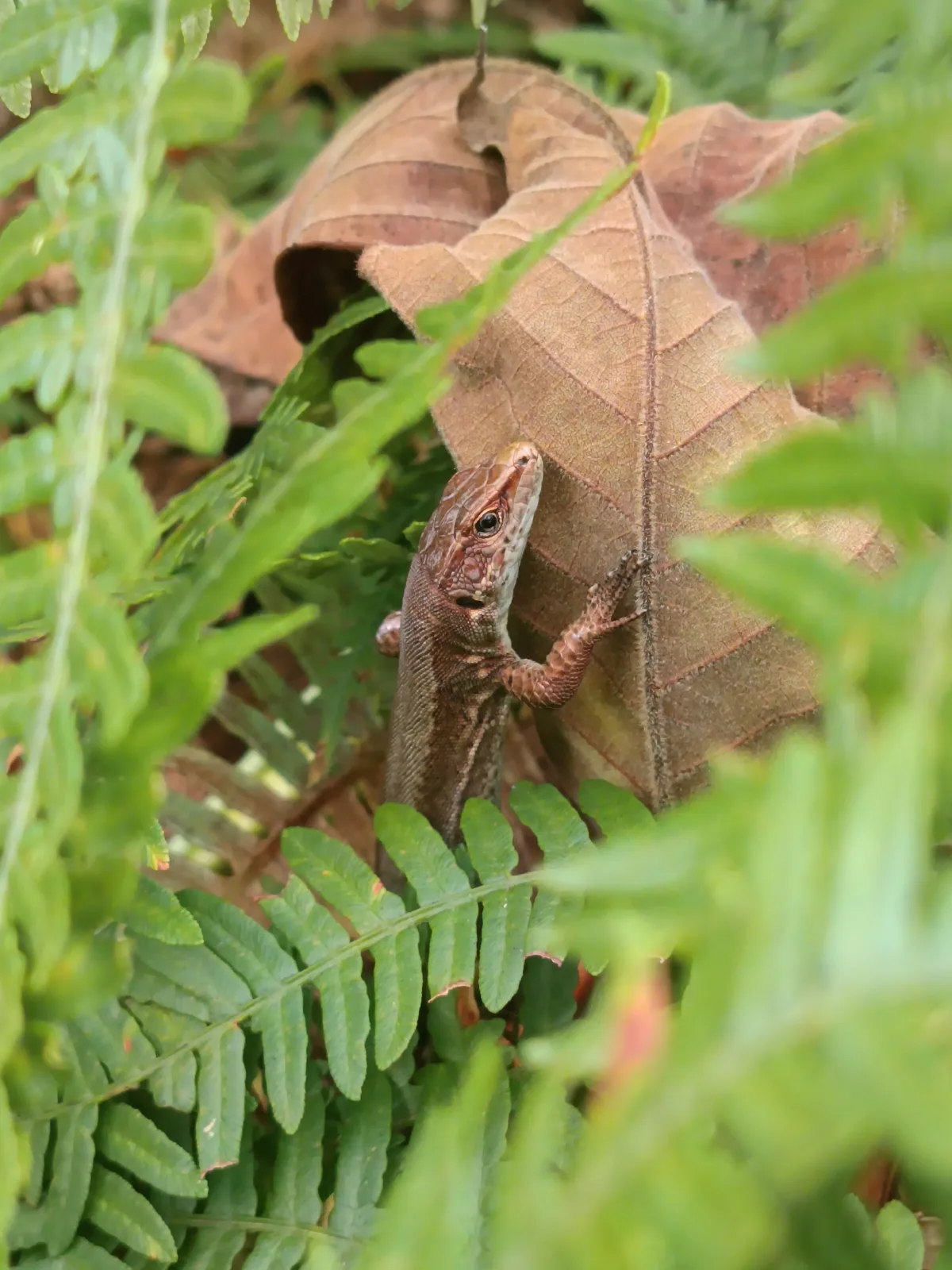 Derjugin's Lizard (Darevskia derjugini) — Adjara — bertogcliment