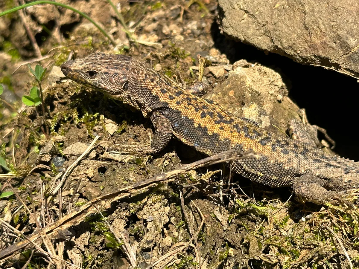 Derjugin's Lizard (Darevskia derjugini) — Batumi — butterfly_fly
