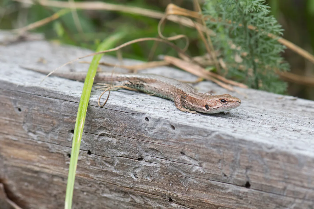 Derjugin's Lizard (Darevskia derjugini) — Adigeni — David Broek