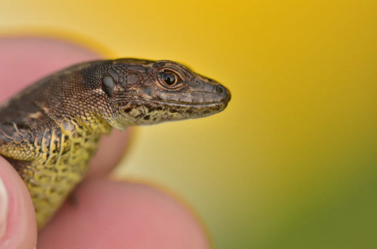 Derjugin's Lizard (Darevskia derjugini) — Adjara — David Broek