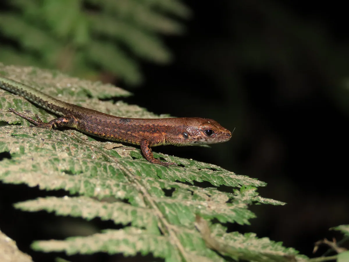Derjugin's Lizard (Darevskia derjugini) — Adjara — greenstep_ias