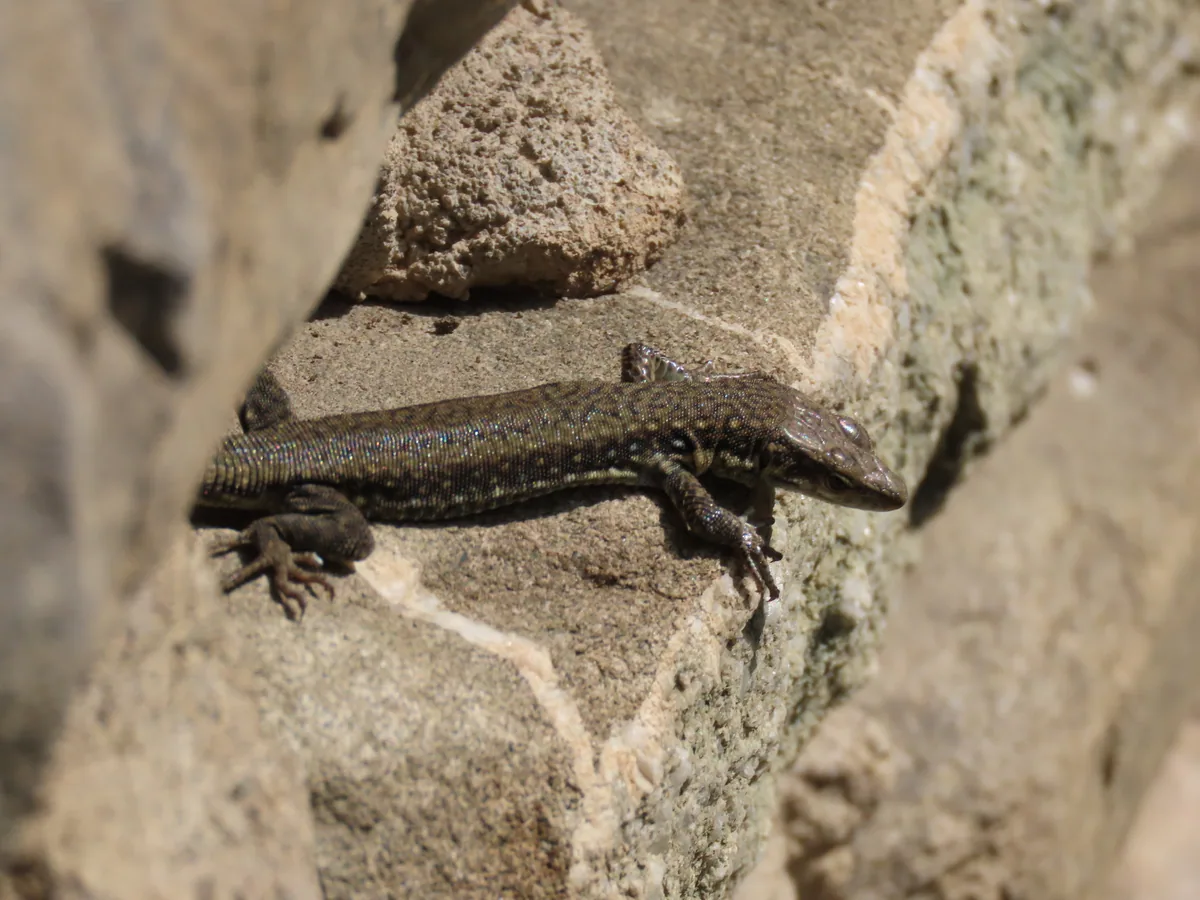 Derjugin's Lizard (Darevskia derjugini) — Tbilisi — Herbert Herbinia