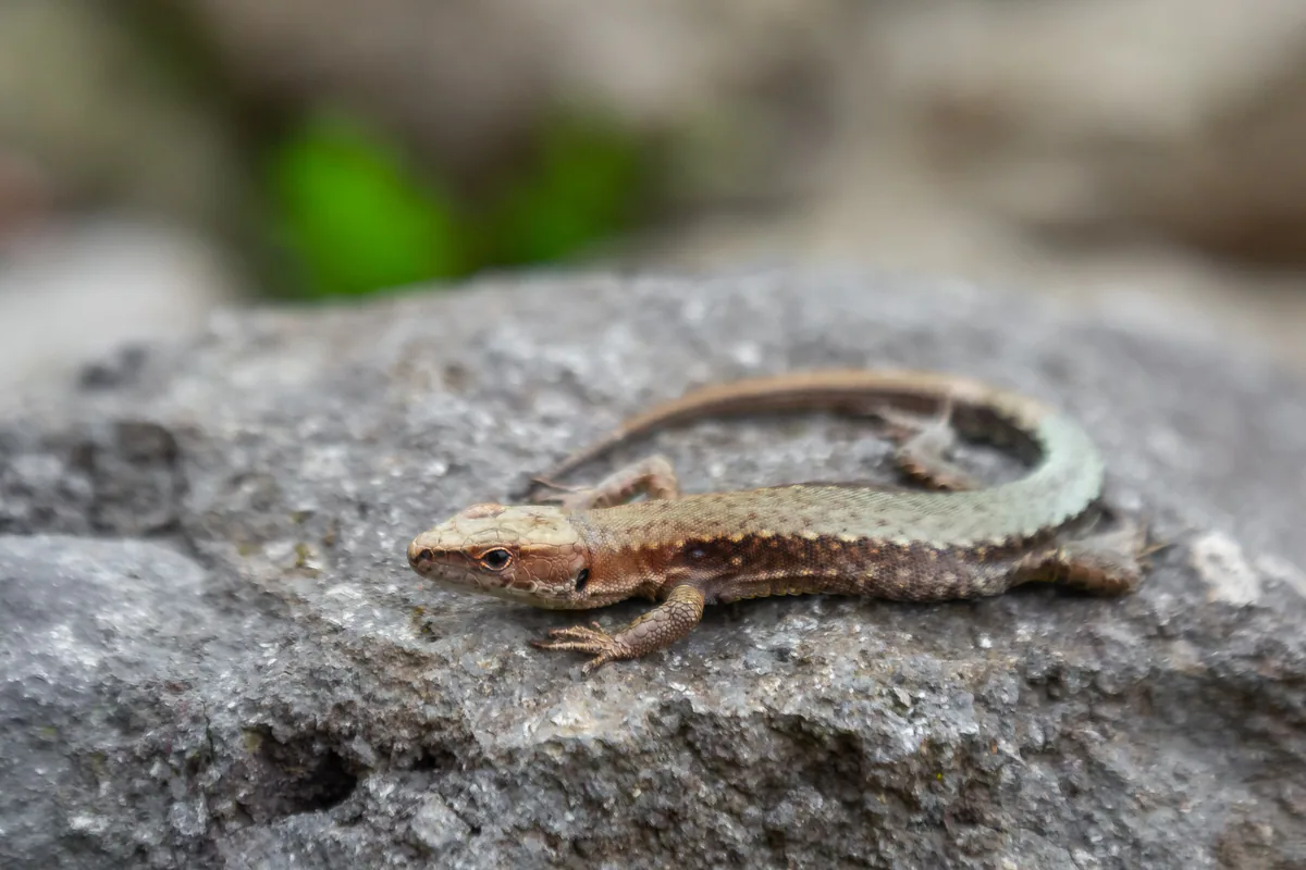 Derjugin's Lizard (Darevskia derjugini) — Keda — Kirill Kotov