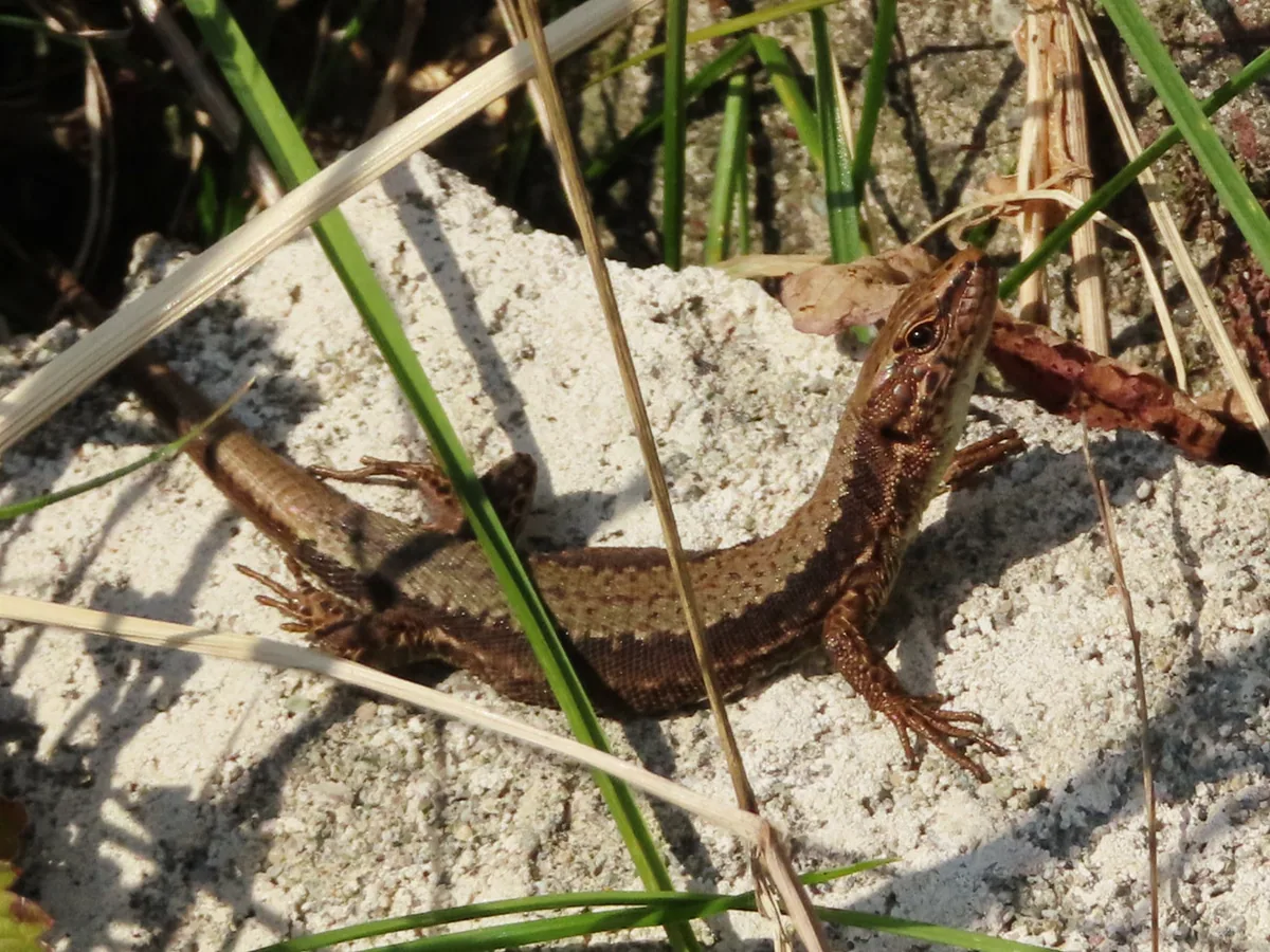 Derjugin's Lizard (Darevskia derjugini) — Kobuleti — Kseniia Marianna Prondzynska