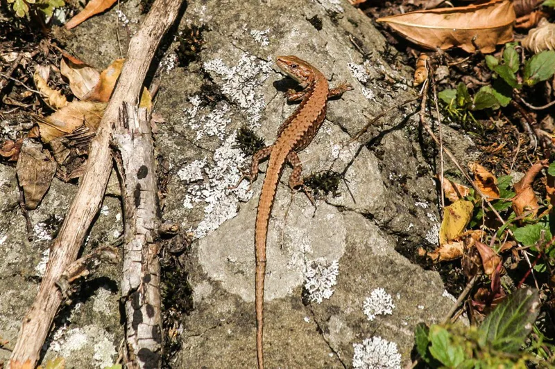 Derjugin's Lizard (Darevskia derjugini) — Borjomi-Kharagauli National Park — ზაური ხაჩიძე