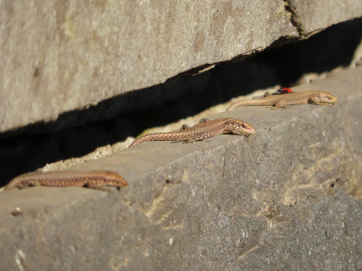 Mixed Rock Lizard (Darevskia mixta) — Western Georgia (not Adjara) — Sairme, Tchkhorotskhu, Baniskhevi