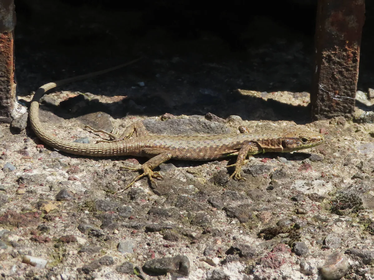 Mixed Rock Lizard (Darevskia mixta) — Western Georgia (not Adjara) — Sairme, Tchkhorotskhu, Baniskhevi
