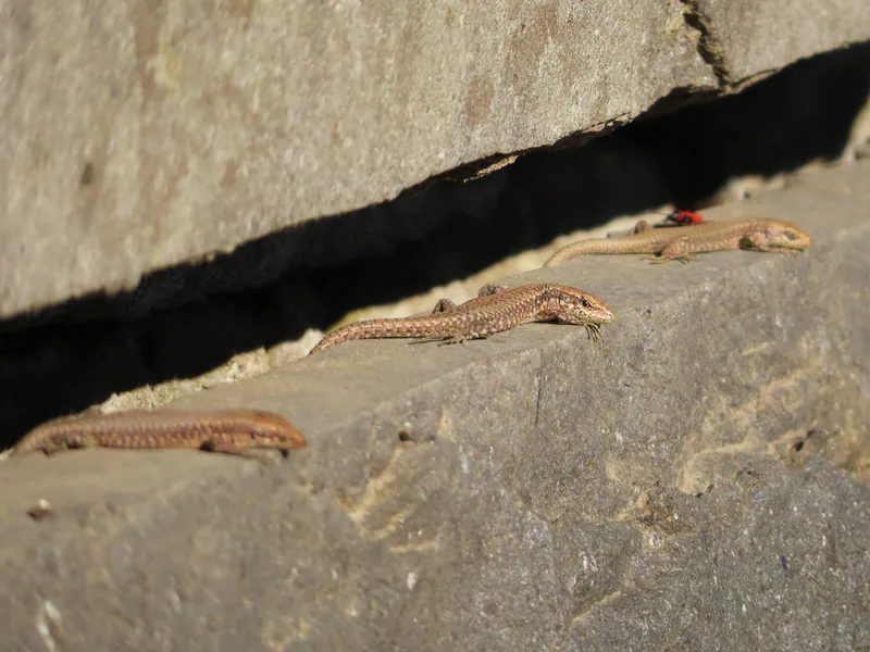 Mixed Rock Lizard (Darevskia mixta) — Western Georgia (not Adjara) — Sairme, Tchkhorotskhu, Baniskhevi