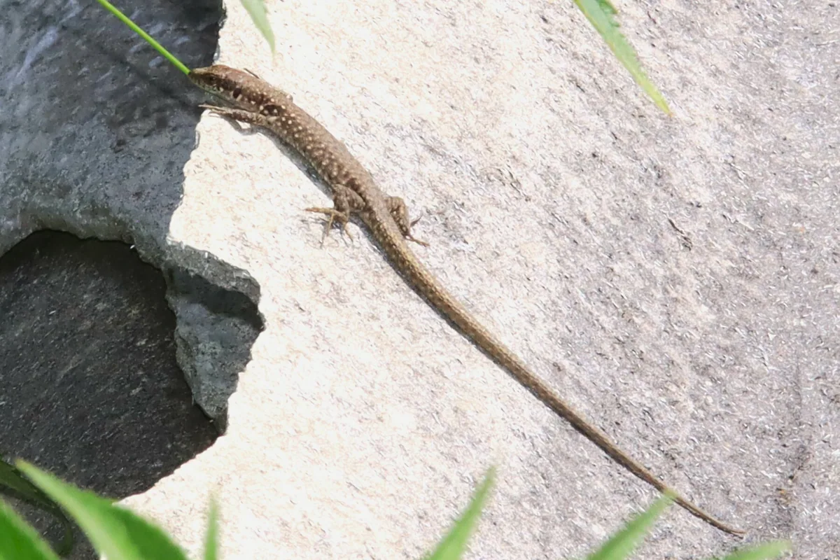 Obscure Rock Lizard (Darevskia obscura) — Mzetamze — Christian Langner
