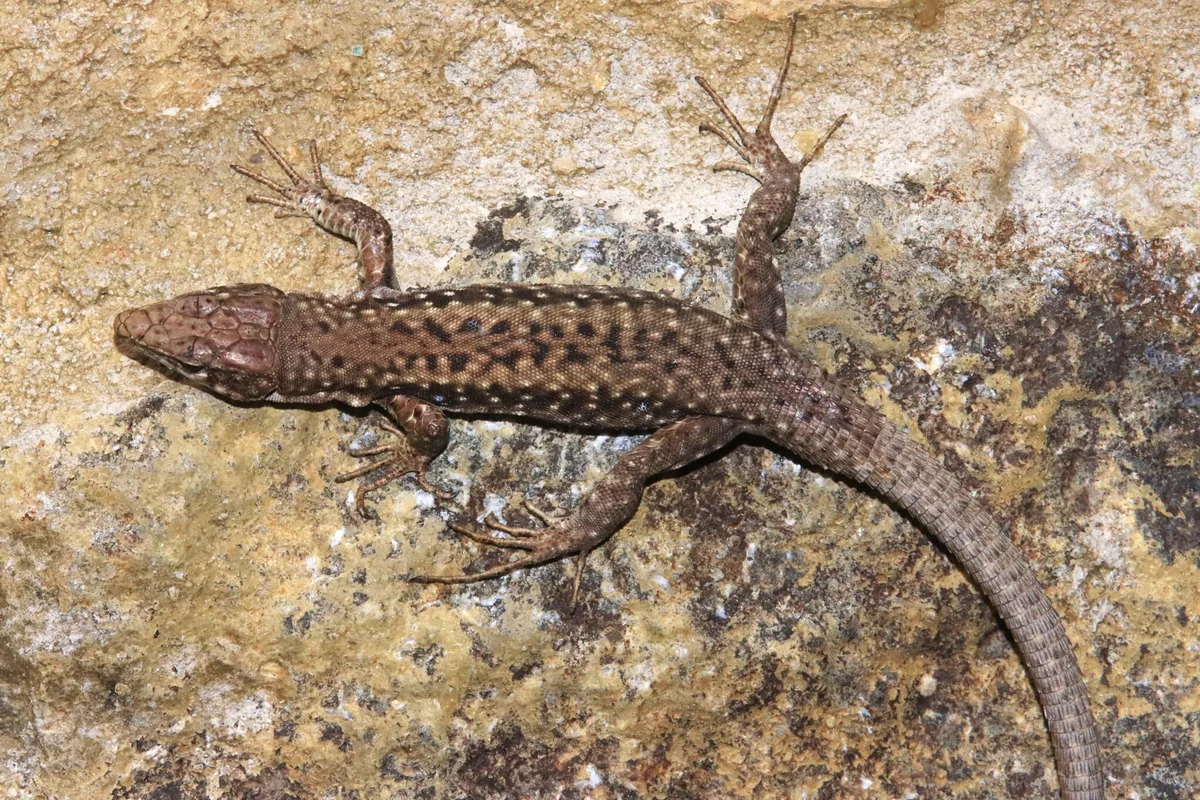 Obscure Rock Lizard (Darevskia obscura) — Borjomi — Christian Langner