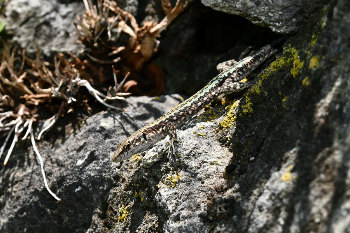 Obscure Rock Lizard (Darevskia obscura) — Samtskhe-Javakheti — Edouard Veuillet
