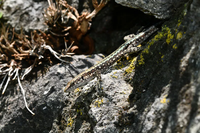 Obscure Rock Lizard (Darevskia obscura) — Samtskhe-Javakheti — Edouard Veuillet