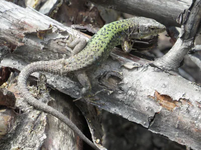 Obscure Rock Lizard (Darevskia obscura) — Adjara — lzazadze