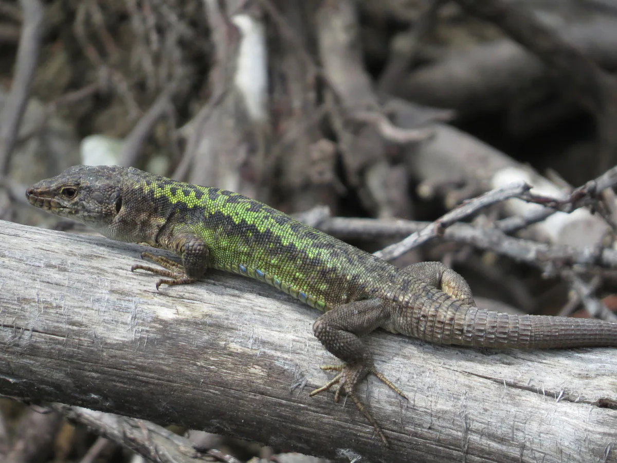 Obscure Rock Lizard (Darevskia obscura) — Adjara — lzazadze