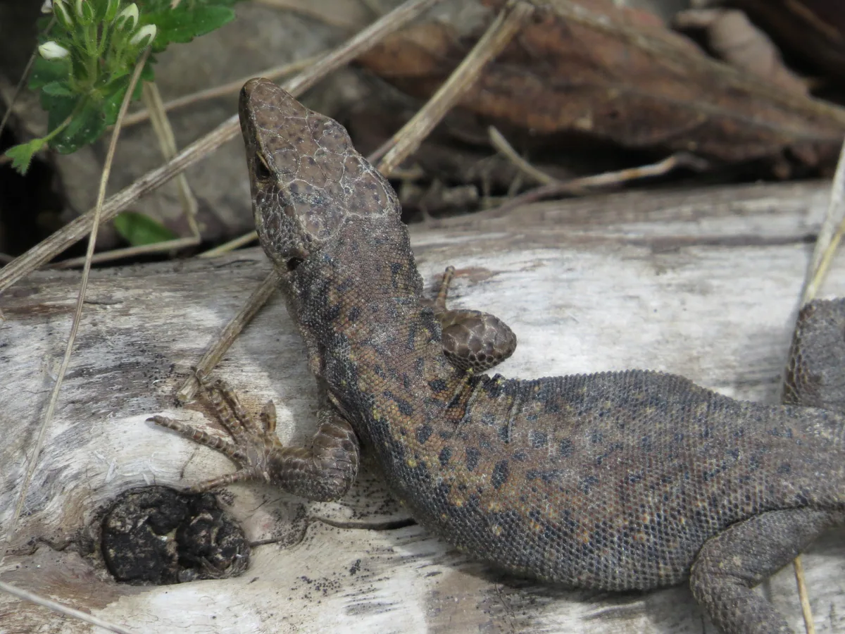 Obscure Rock Lizard (Darevskia obscura) — Khulo — lzazadze