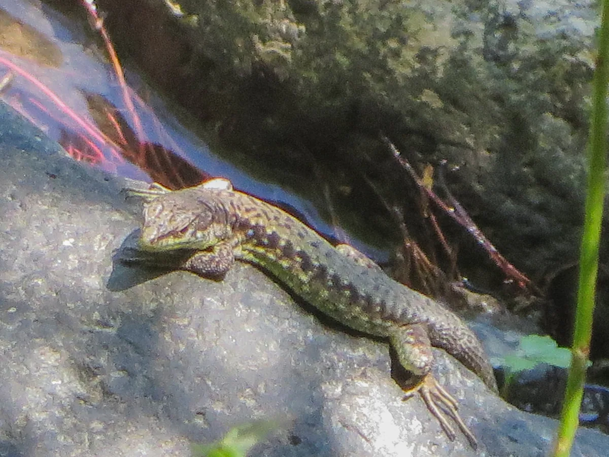 Obscure Rock Lizard (Darevskia obscura) — Borjomi — Sandro Kiladze