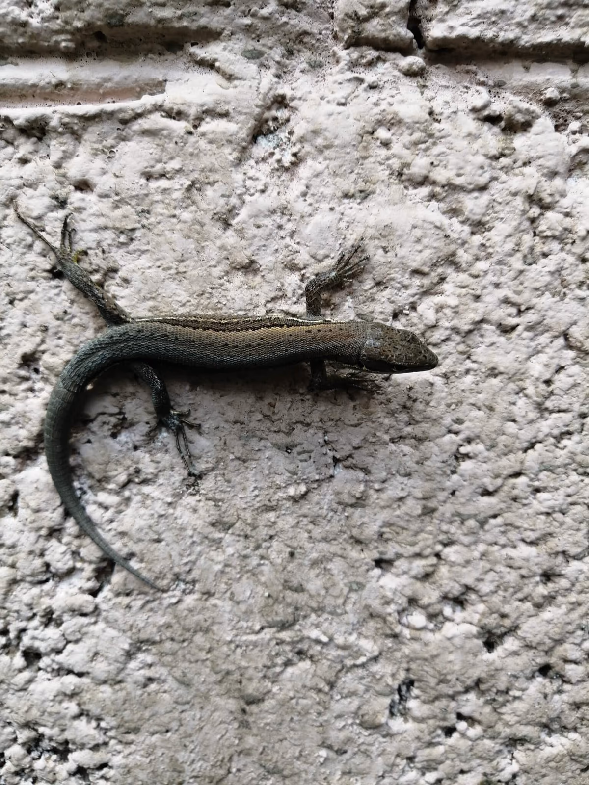 Pontic Meadow Lizard (Darevskia pontica) Abkhazia — Gagra (type locality); northwestern Pontic populations