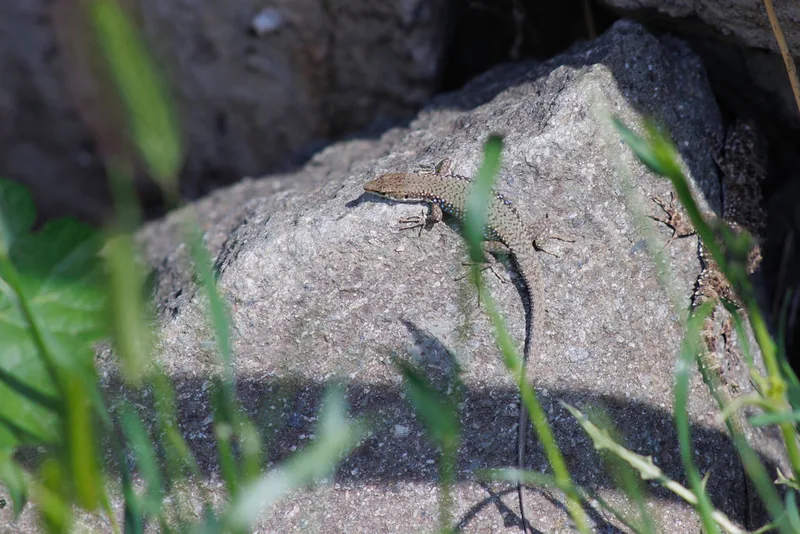 Portschinsky's Lizard (Darevskia portschinskii) — Tbilisi — Giorgi Natsvlishvili