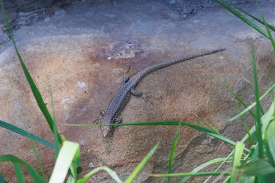 Portschinsky's Lizard (Darevskia portschinskii) — Dusheti — Giorgi Natsvlishvili