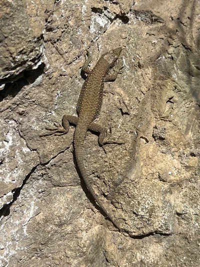 Portschinsky's Lizard (Darevskia portschinskii) — Tbilisi — Giorgi Natsvlishvili