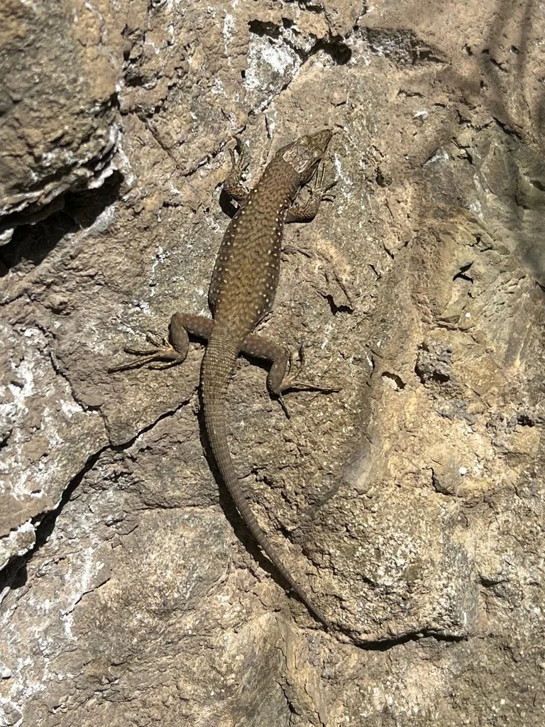 Portschinsky's Lizard (Darevskia portschinskii) Central Lesser Caucasus — Kojori; hybrid zone in the Tana valley