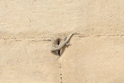 Portschinsky's Lizard (Darevskia portschinskii) — Mtskheta — Giorgi Natsvlishvili