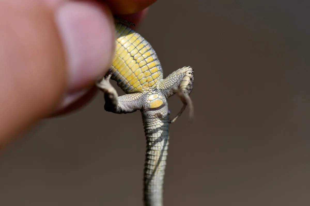 Portschinsky's Lizard (Darevskia portschinskii) Central Lesser Caucasus — Kojori; hybrid zone in the Tana valley