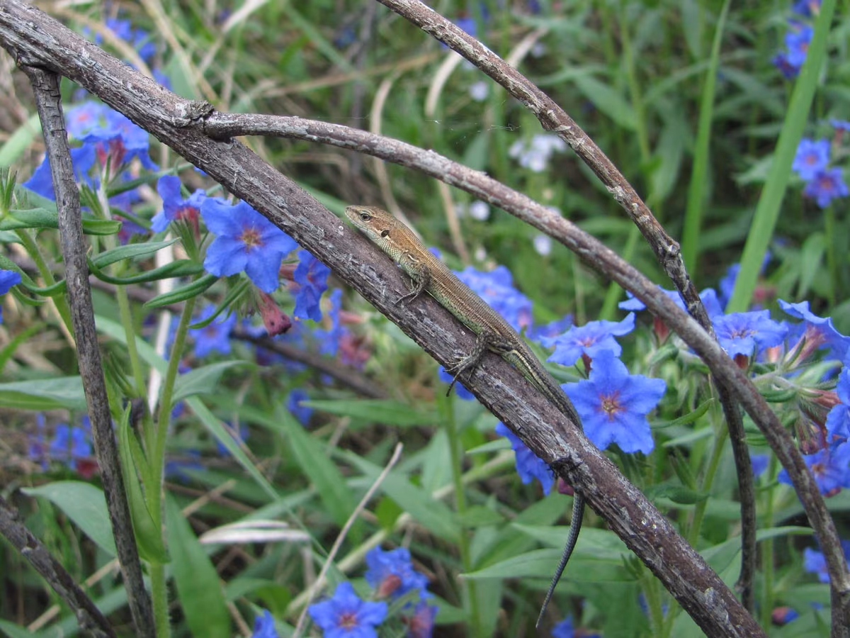 Meadow Lizard (Darevskia praticola) Eastern and central Georgia — Sioni, Tushurebi