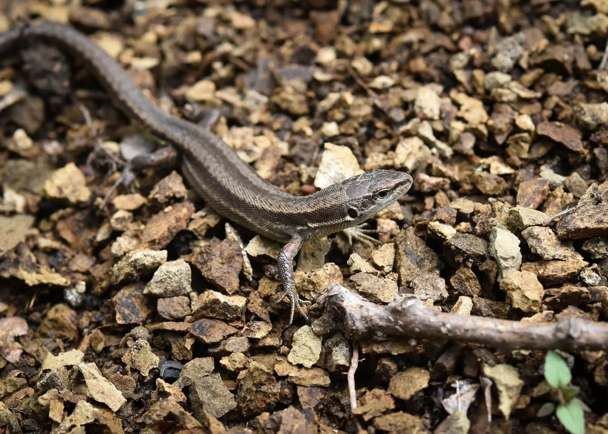Meadow Lizard (Darevskia praticola) — Borjomi-Kharagauli National Park — Zauri Khachidze