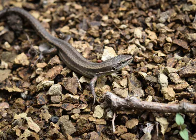 მდელოს ხვლიკი (Darevskia praticola) — ბორჯომ-ხარაგაულის ეროვნული პარკი — ზაური ხაჩიძე