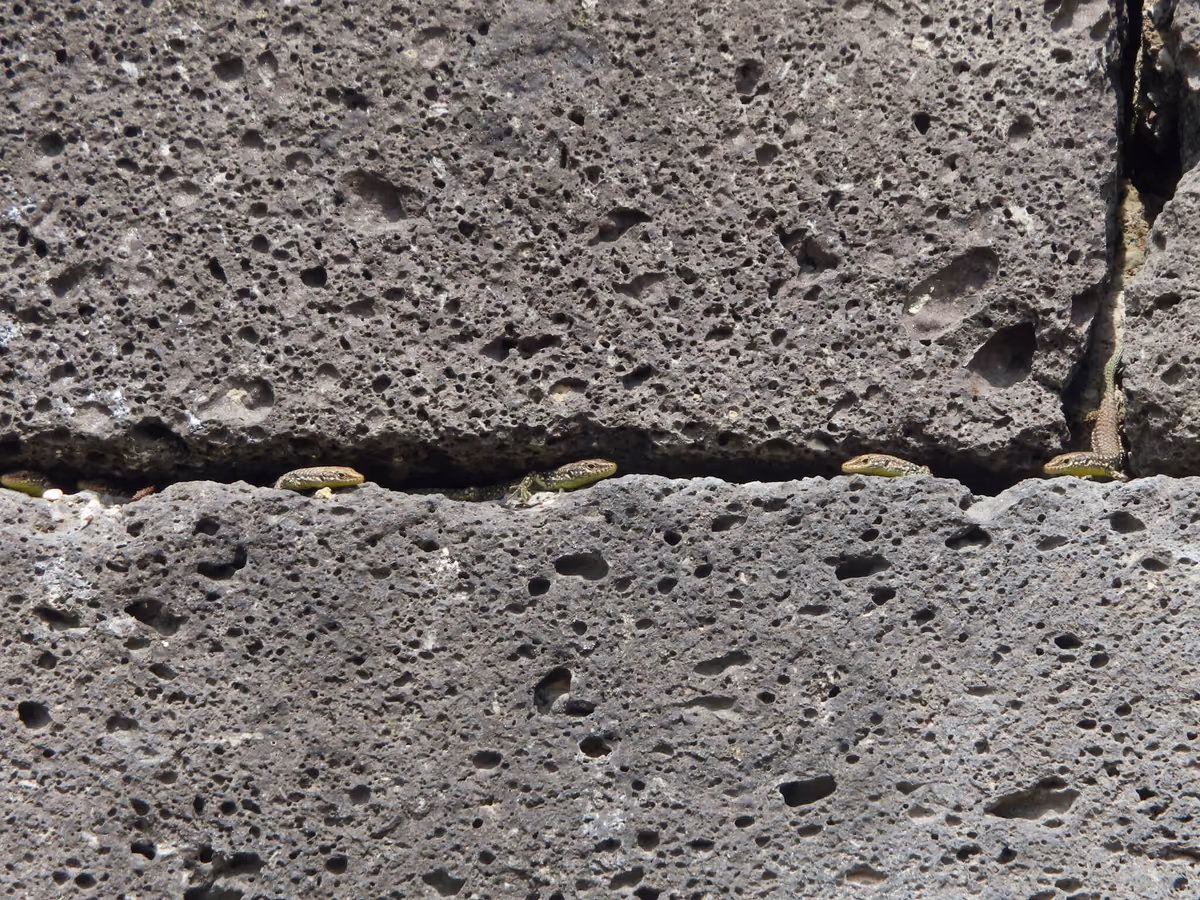 Radde's Lizard (Darevskia raddei) — Upper Mtkvari near the Turkish border — Aspindza (Pia), Tmogvi