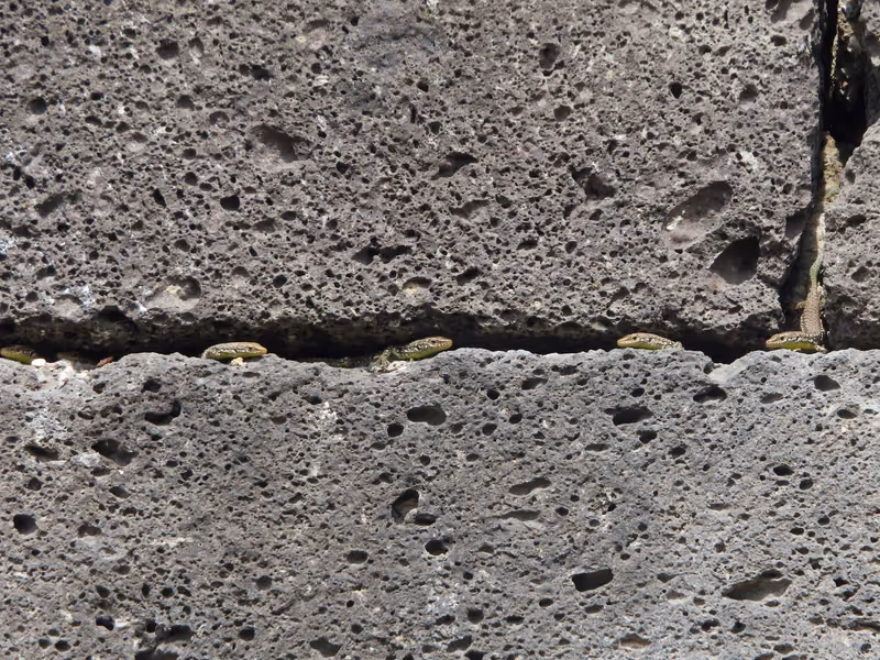 Radde's Lizard (Darevskia raddei) — Upper Mtkvari near the Turkish border — Aspindza (Pia), Tmogvi