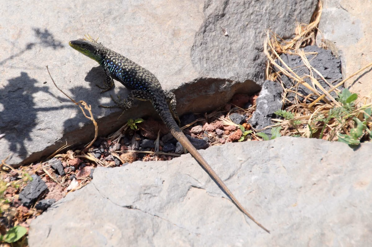 Radde's Lizard (Darevskia raddei) Upper Mtkvari near the Turkish border — Aspindza (Pia), Tmogvi