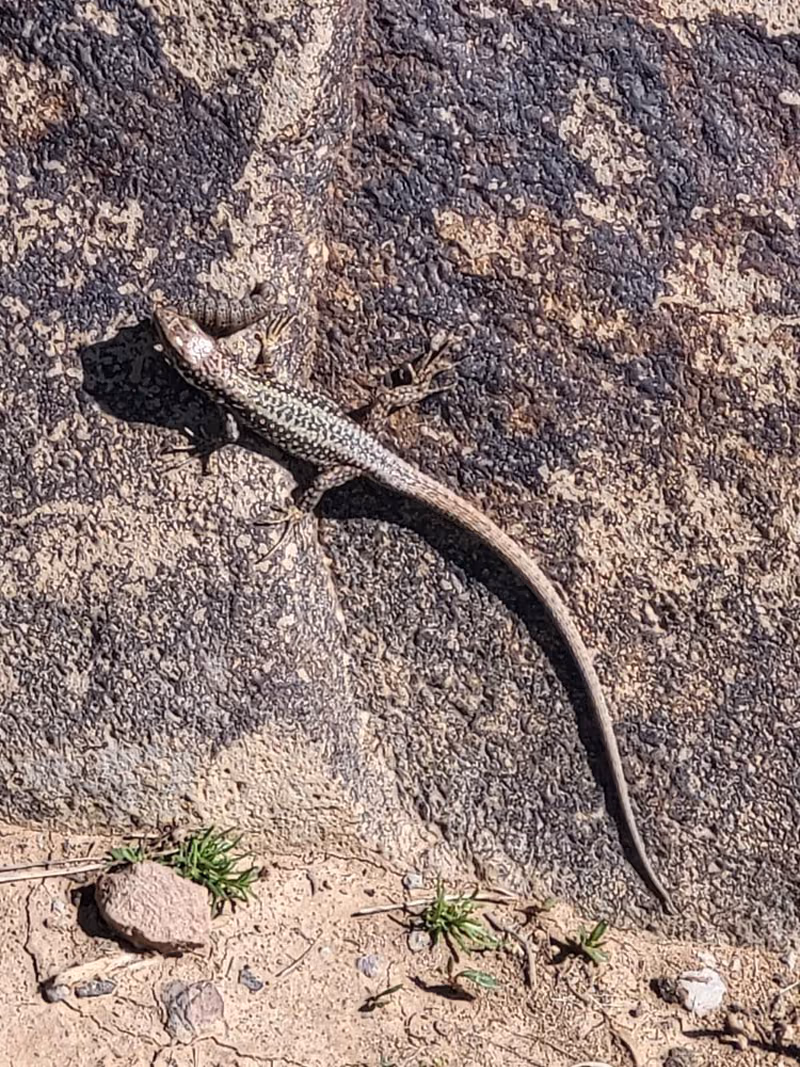 Valentin's Lizard (Darevskia valentini) — Samtskhe — Javakheti — Ninotsminda (Saghamo Lake), Kirkhbulaki