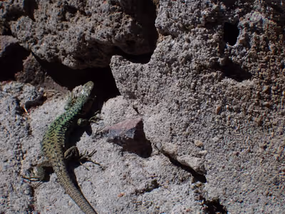 Valentin's Lizard (Darevskia valentini) — Samtskhe — Javakheti — Ninotsminda (Saghamo Lake), Kirkhbulaki