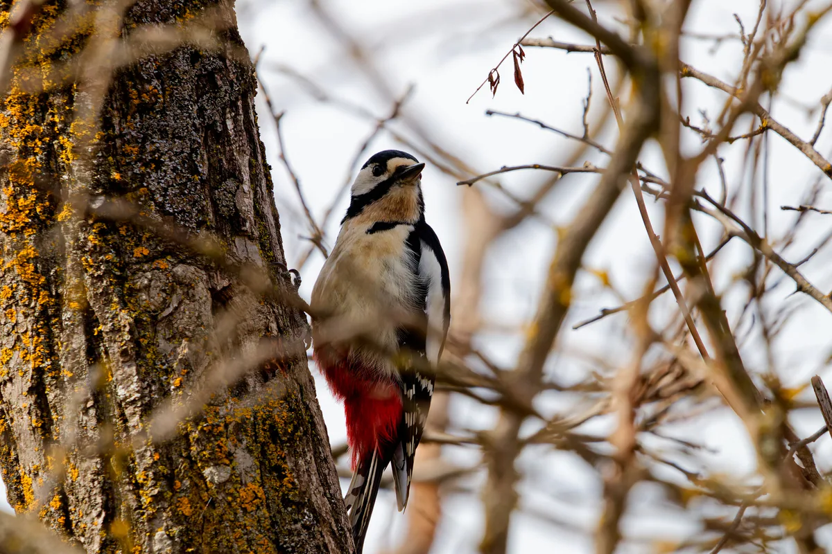 Great spotted woodpecker (Dendrocopos major) Year-round resident in Georgia